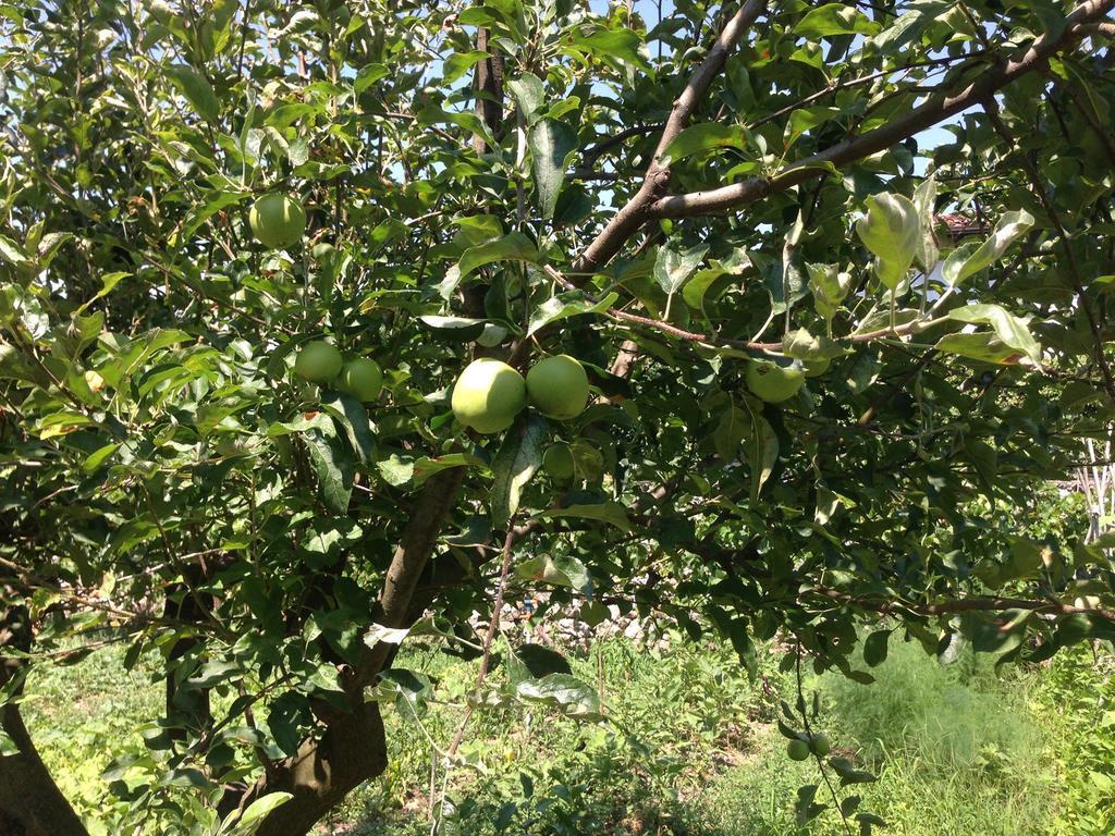 Eco Garten Guest House Shkodër Екстериор снимка