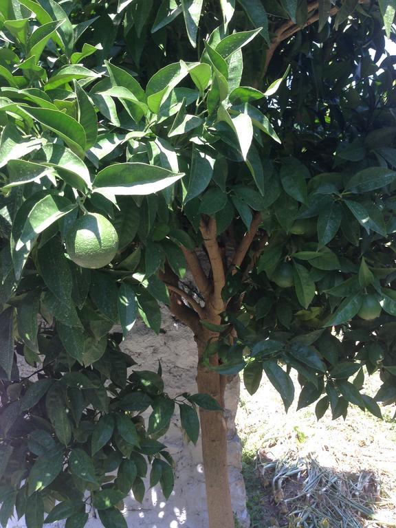 Eco Garten Guest House Shkodër Екстериор снимка
