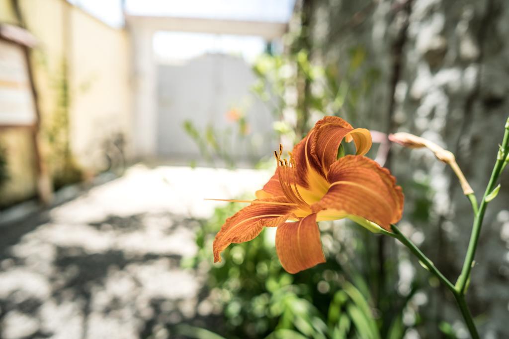 Eco Garten Guest House Shkodër Екстериор снимка