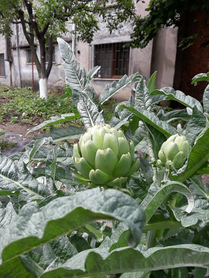 Eco Garten Guest House Shkodër Екстериор снимка